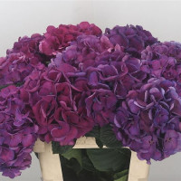 Hydr S San Tropez X5 -60cm