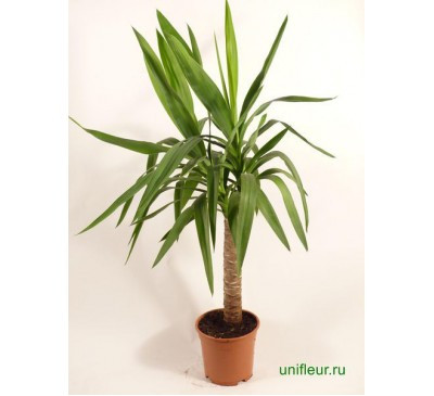 Yucca 1pp 17/80