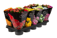 Kalanchoe Mix 14/40