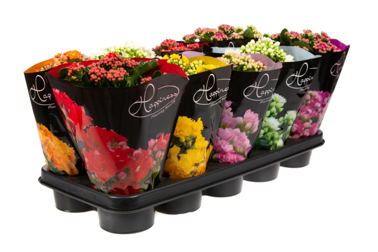Kalanchoe Mix 14/40
