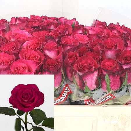 Rose Nicoletta 50 sm Х10