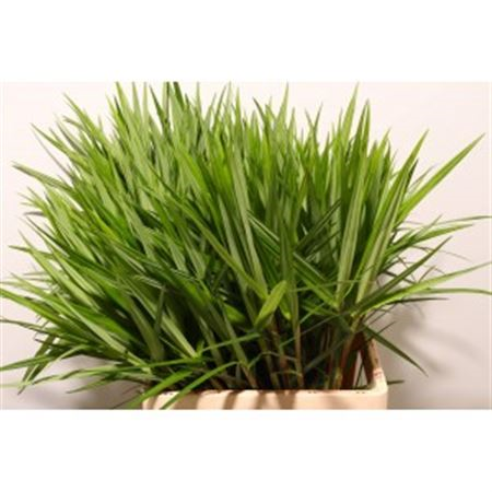 Carex Ph Gr Sparkler