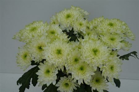 Chr T Zembla Lime