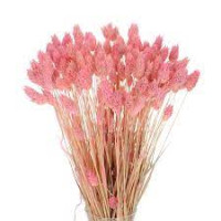 Phalaris Light Pink