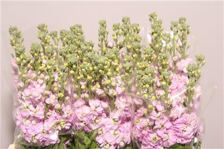 Matth Figaro L Rose