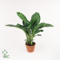 Aglaonema Silver Bay
