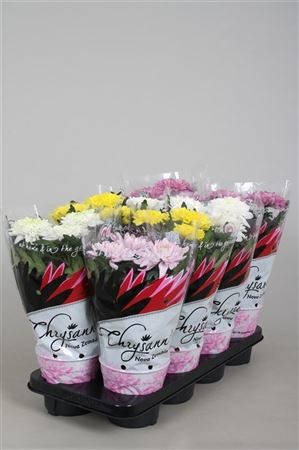 Chrysanth Zembla Mix (grower)