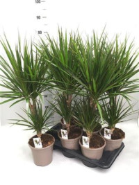 Dracaena Marginata 21/90