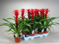 Guzmania Brimstone Red (decorum)