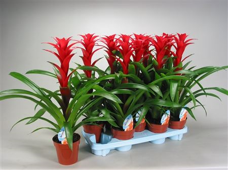 Guzmania Brimstone Red (decorum)