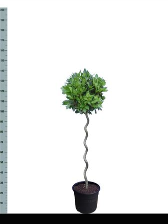 Laurus Nobelis Spiraal Diam 45cm