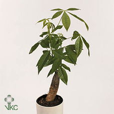 Pachira Aquatica