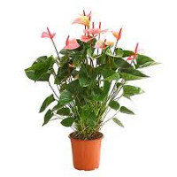 Arr Anthurium 10/30