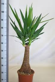 Yucca Elephantipes Stam 24/100
