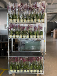 Phal 1-tak Mix VG 12/65