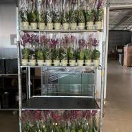 Phal 1-tak Mix VG 12/65 - IMG-20230712-WA0014