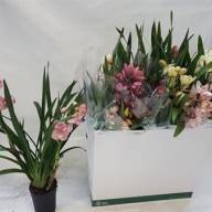 Phal 1-tak Mix VG 12/65 - X389146_H_1