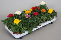 Ranunculus Gemengd 10/28