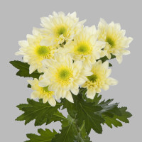 Chr T Baltica Cream X5