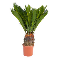 Cycas Revoluta 12/40