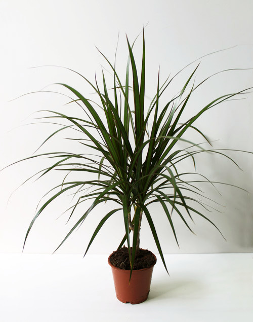 Dracaena Marginata 1pp 11/30