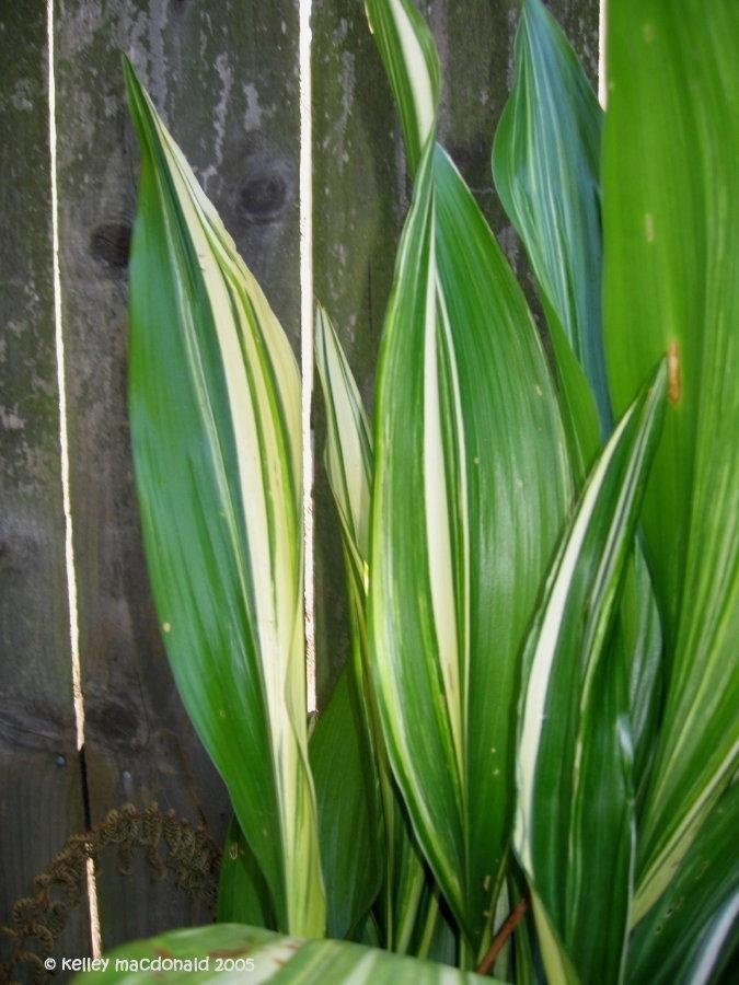 Aspidistra Variegated 60 sm