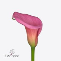 Zanted Z Capt Romance Pink X10 Holland