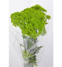 Trach Briba Green