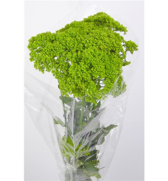 Trach Briba Green
