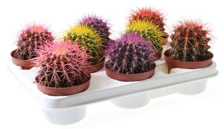 Echinocactus Rainbow Mix  (9020) 10/15