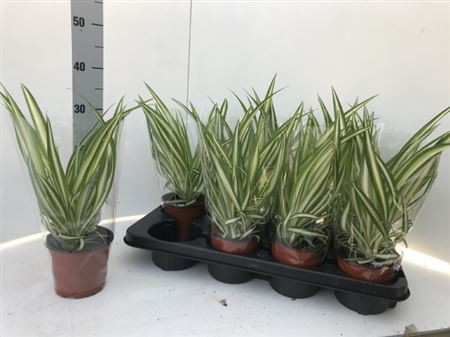 Chlorophytum Com Atlantic 12/25
