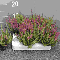 Calluna Siska 12/20