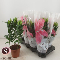 Lilium Or White Souven13/40