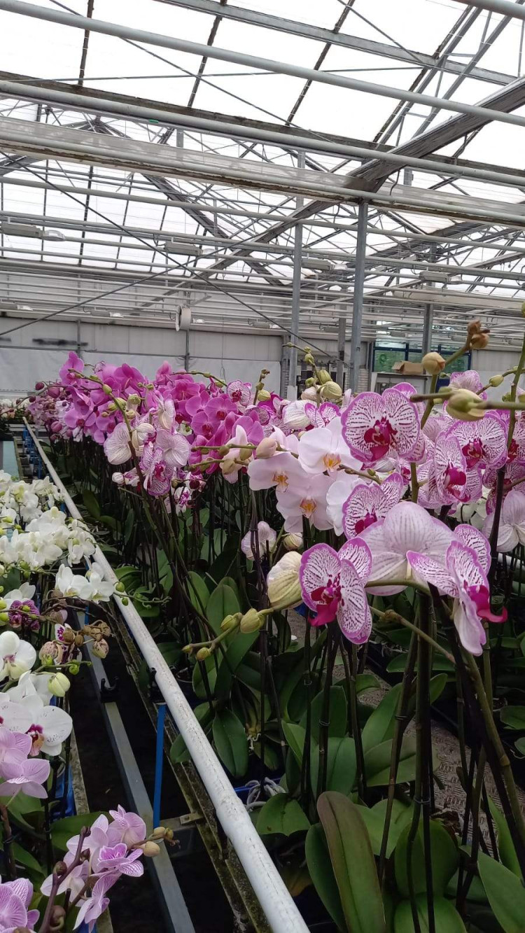 Phal A2 1/2-tak Opti-flor Mix 12/60
