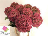 Hydr S Red X5 - 60cm