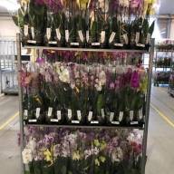 Phal 2-tak Phalaenova Botanic Mutant Mix 12/65 - IMG-92beccebba81458da85bebab86b7d5ee-V