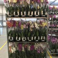 Phal 2-tak Phalaenova Botanic Mutant Mix 12/65 - IMG-15ea968b55530d6bd5fd74bdf59d72b2-V