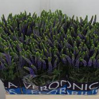 Veronica Smart Diana Srpay 50 cm