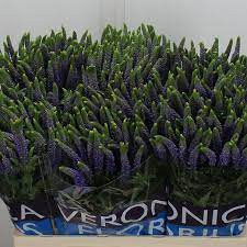 Veronica Smart Diana Srpay 50 cm