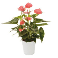 Anthurium Bambino Red 17/70