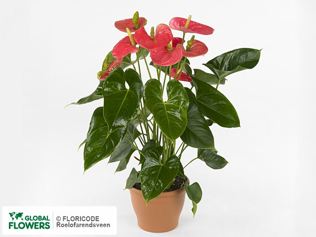 Anthurium  Arisa Pink 12/40