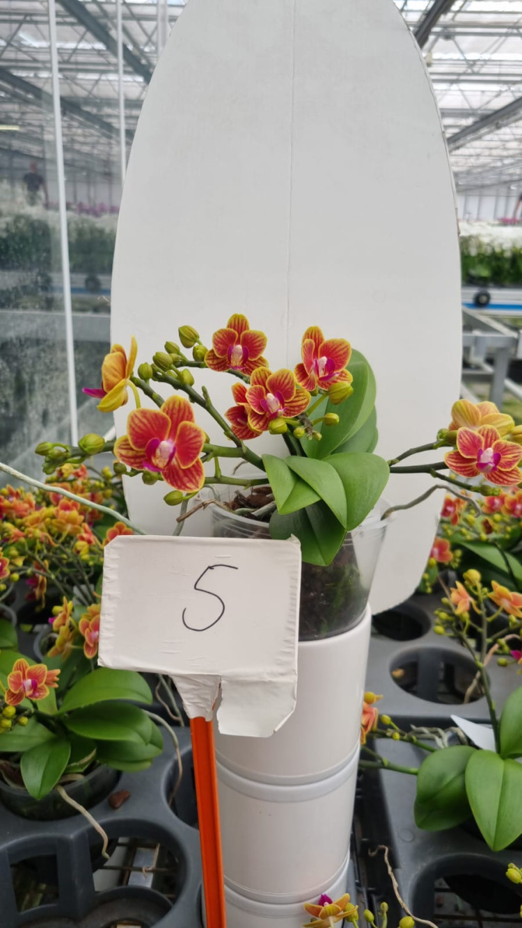 Phal 3/4/5-tak Wild 9/30
