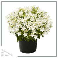 Campanula Por Royal 510/22