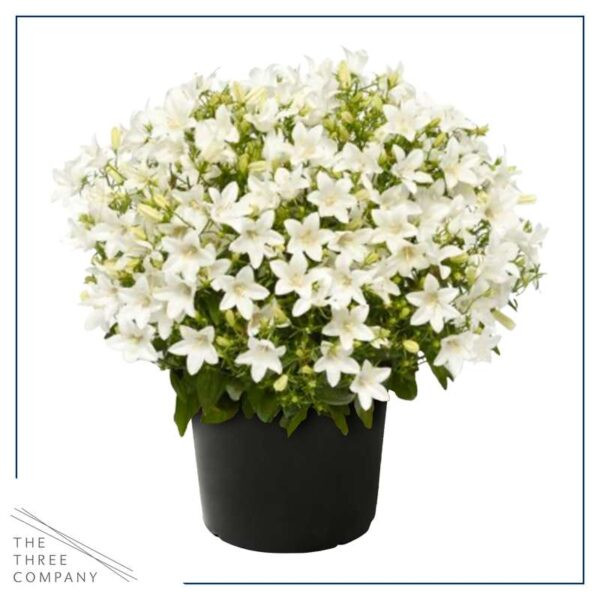 Campanula Por Royal 510/22