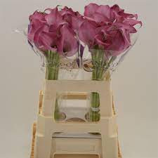 Zantedeschia White X10