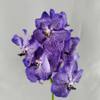 Vanda T Gemengd