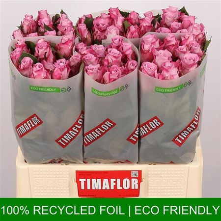 Rose Maritim 50 sm