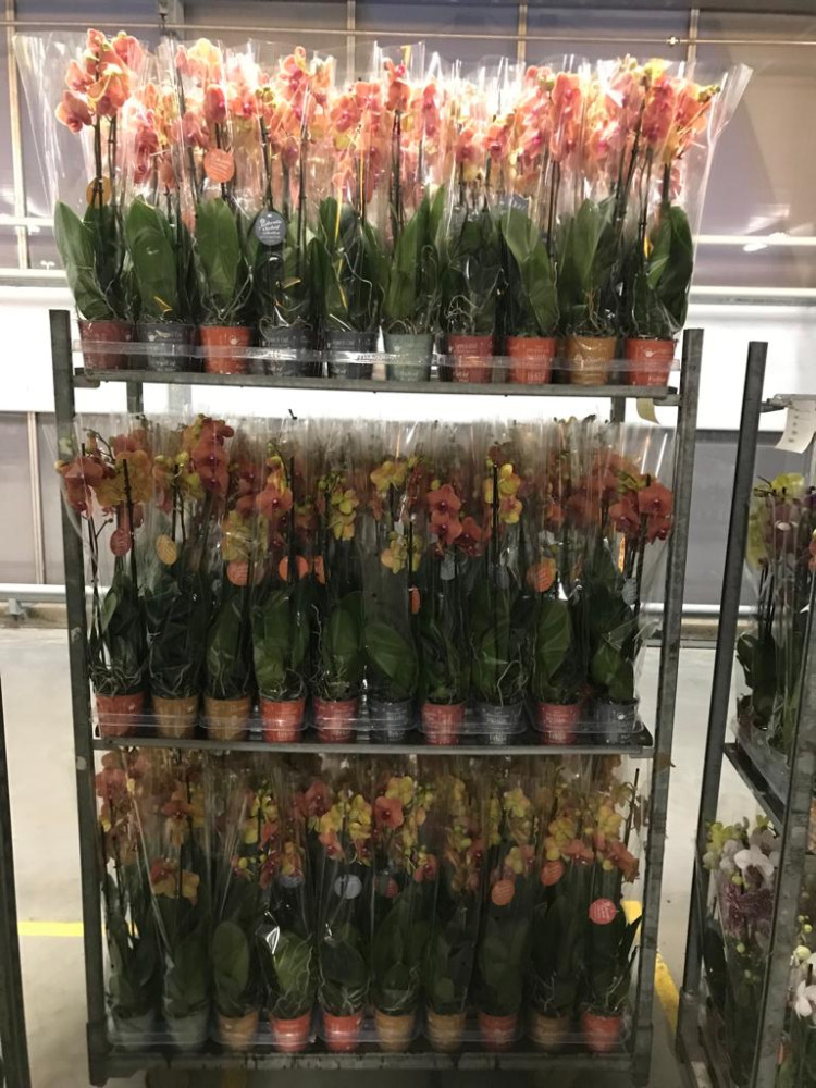 Phal 2-tak Surf-Song Authentic 12/60