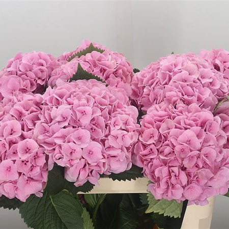 Hydr S Roy Surprise  X5 Holland 60 cm