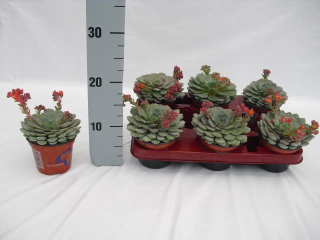 Echeveria Dondo 11/20